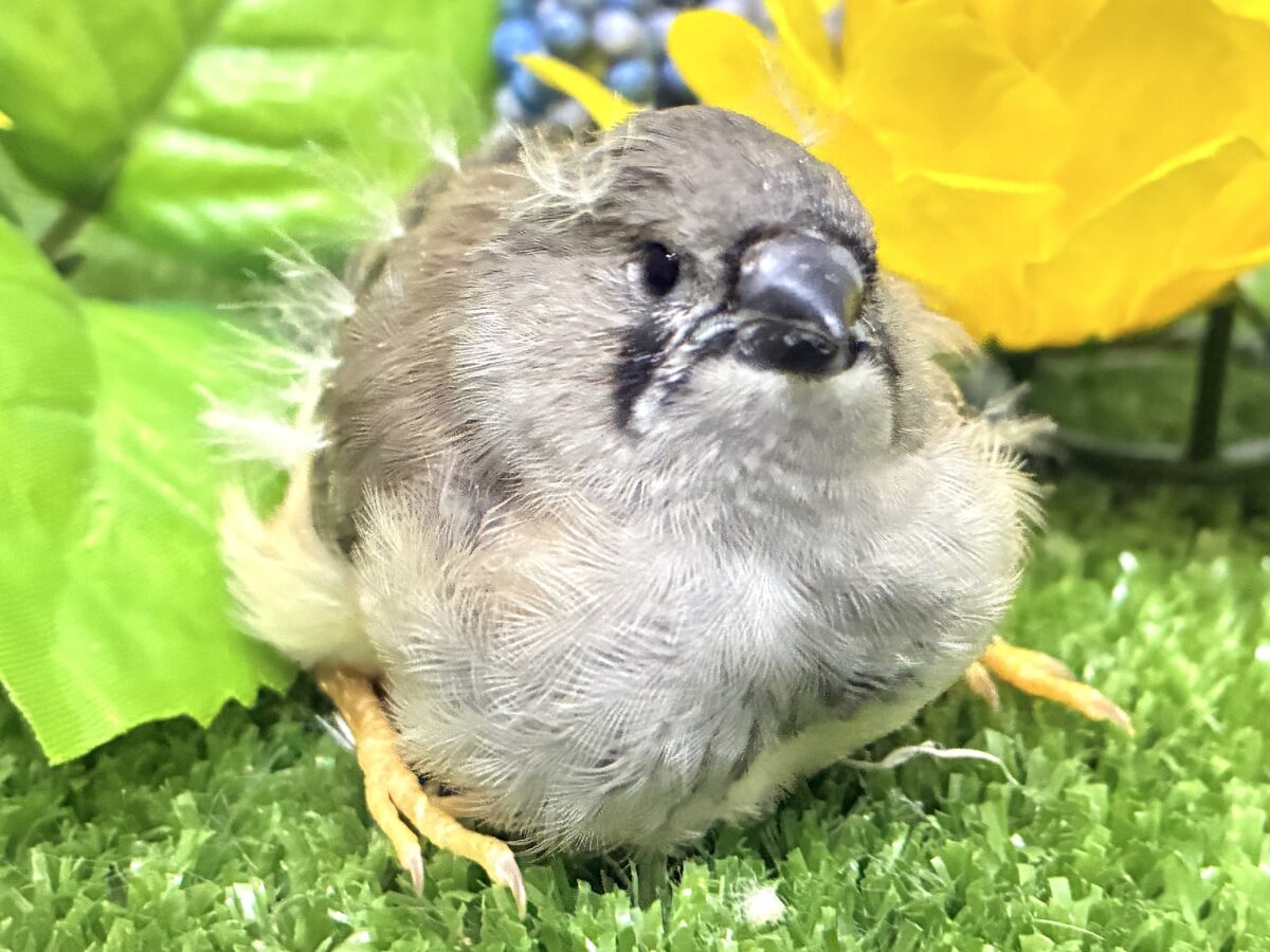 ジャンボキンカチョウ