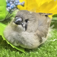 頭にケセラン、飼ってますよ⌒ ͜ ⌒💭💞ジャンボキンカチョウ(ノーマル/2026年6月下旬生まれ)