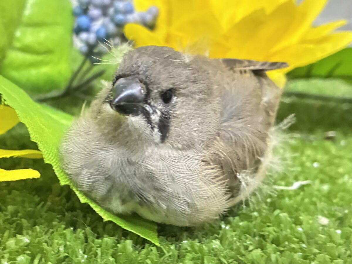 頭にケセラン、飼ってますよ⌒ ͜ ⌒💭💞ジャンボキンカチョウ(ノーマル/2026年6月下旬生まれ)