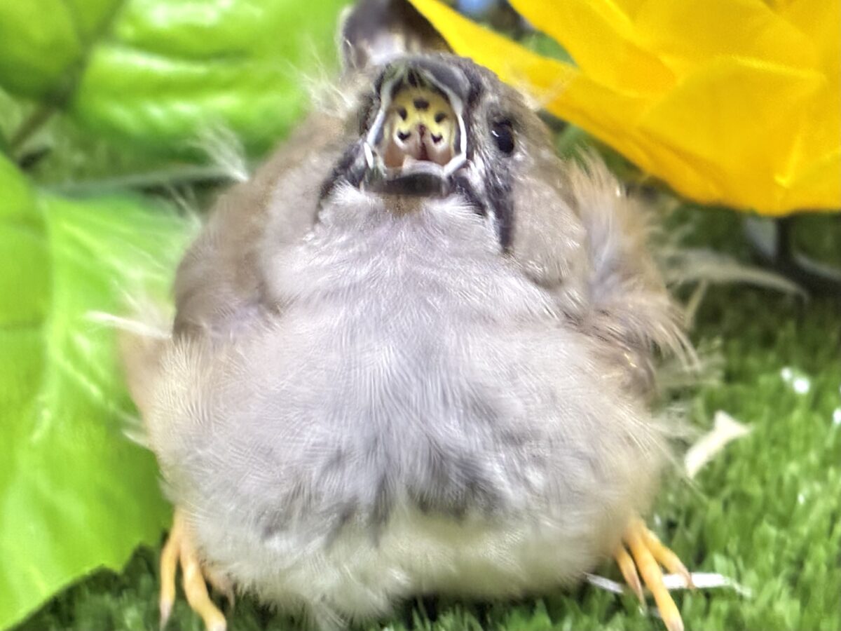 頭にケセラン、飼ってますよ⌒ ͜ ⌒💭💞ジャンボキンカチョウ(ノーマル/2026年6月下旬生まれ) ジャンボキンカチョウ
