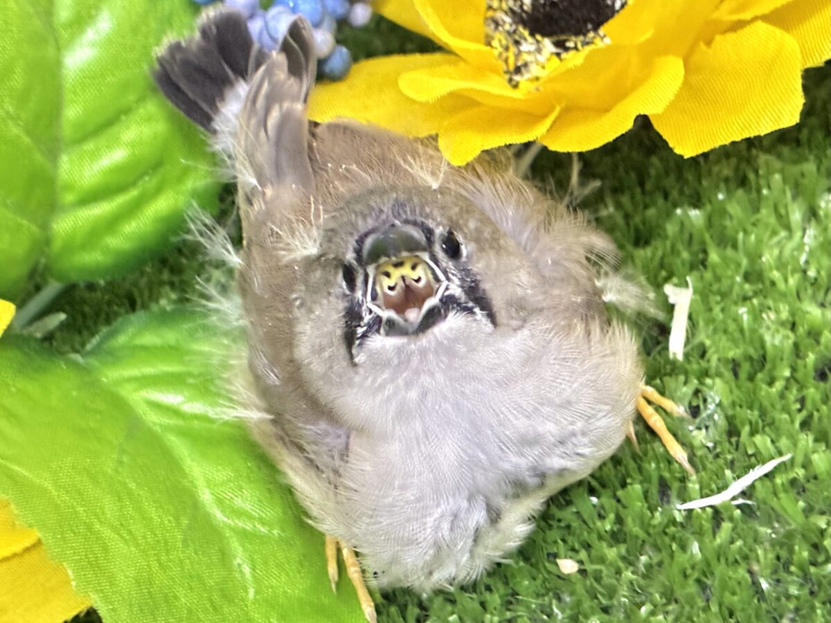 頭にケセラン、飼ってますよ⌒ ͜ ⌒💭💞ジャンボキンカチョウ(ノーマル/2026年6月下旬生まれ) ジャンボキンカチョウ