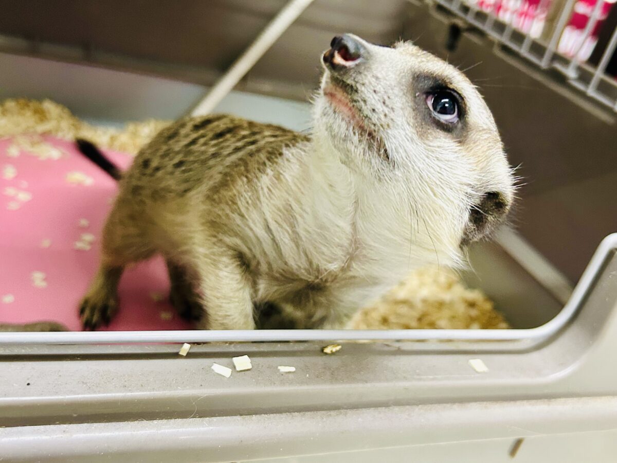 甘えられる人を探してキョロキョロ👀 ミーアキャット ミーアキャット