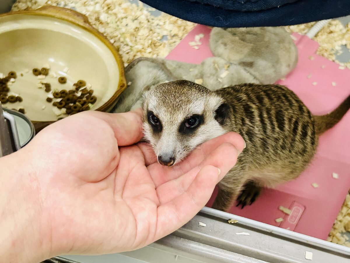 甘えられる人を探してキョロキョロ👀 ミーアキャット ミーアキャット