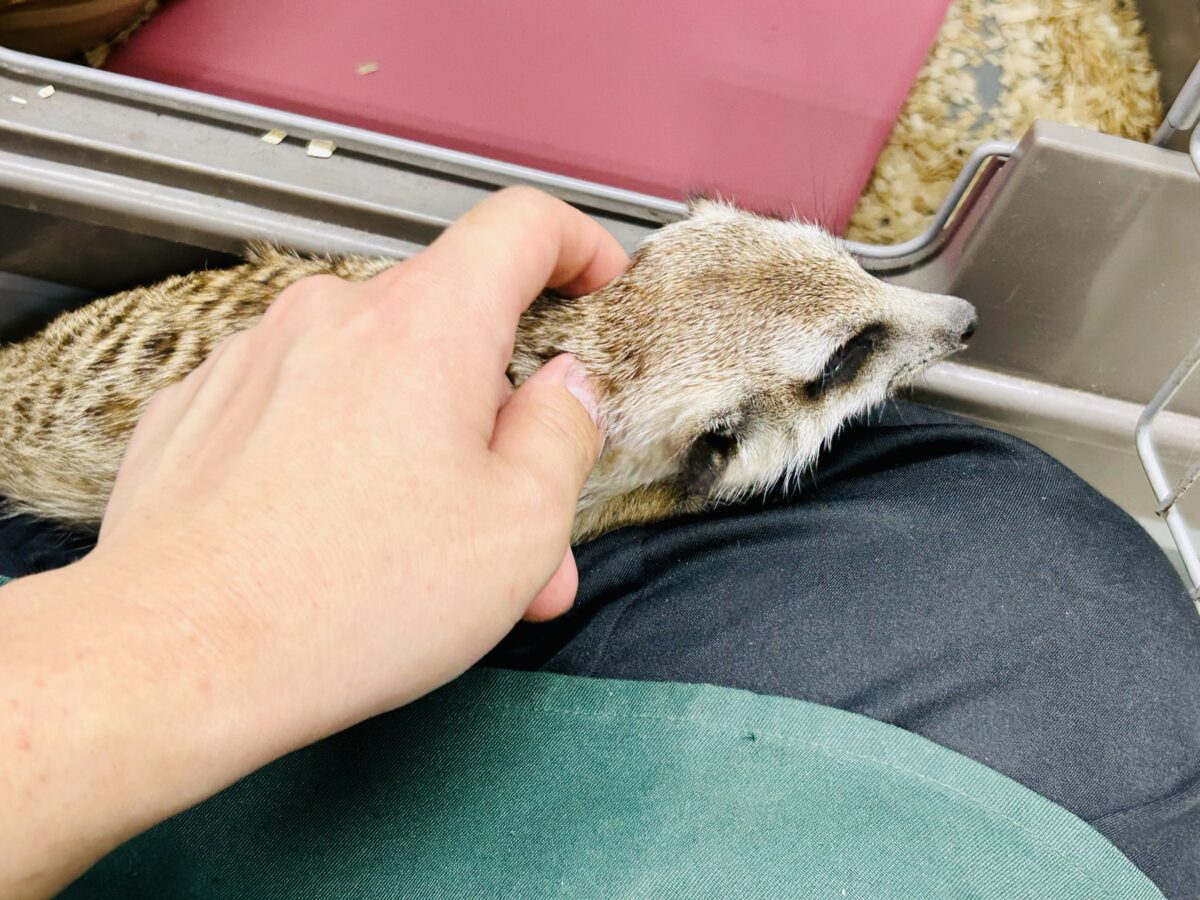 甘えられる人を探してキョロキョロ👀 ミーアキャット ミーアキャット
