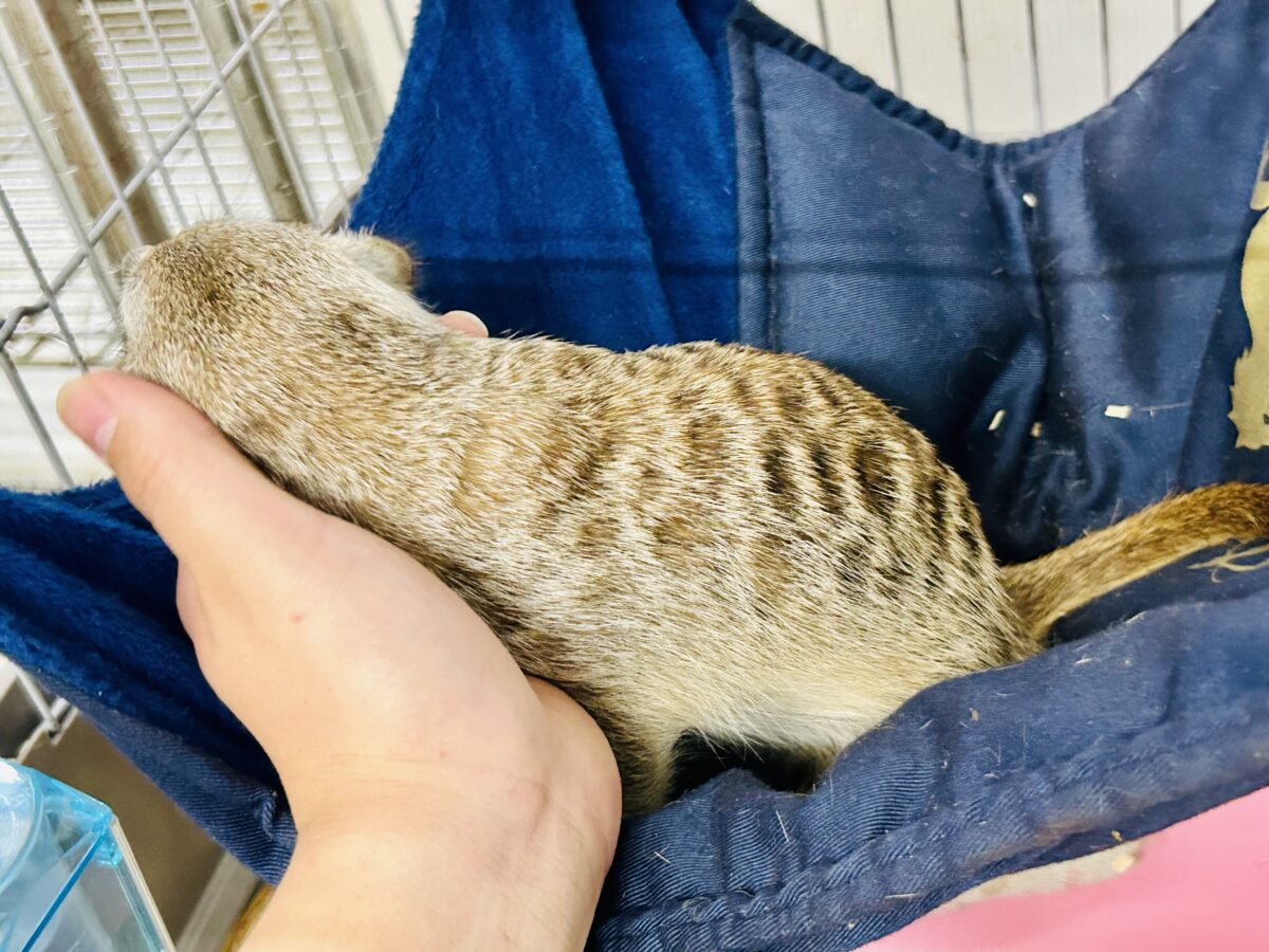 甘えられる人を探してキョロキョロ👀 ミーアキャット ミーアキャット