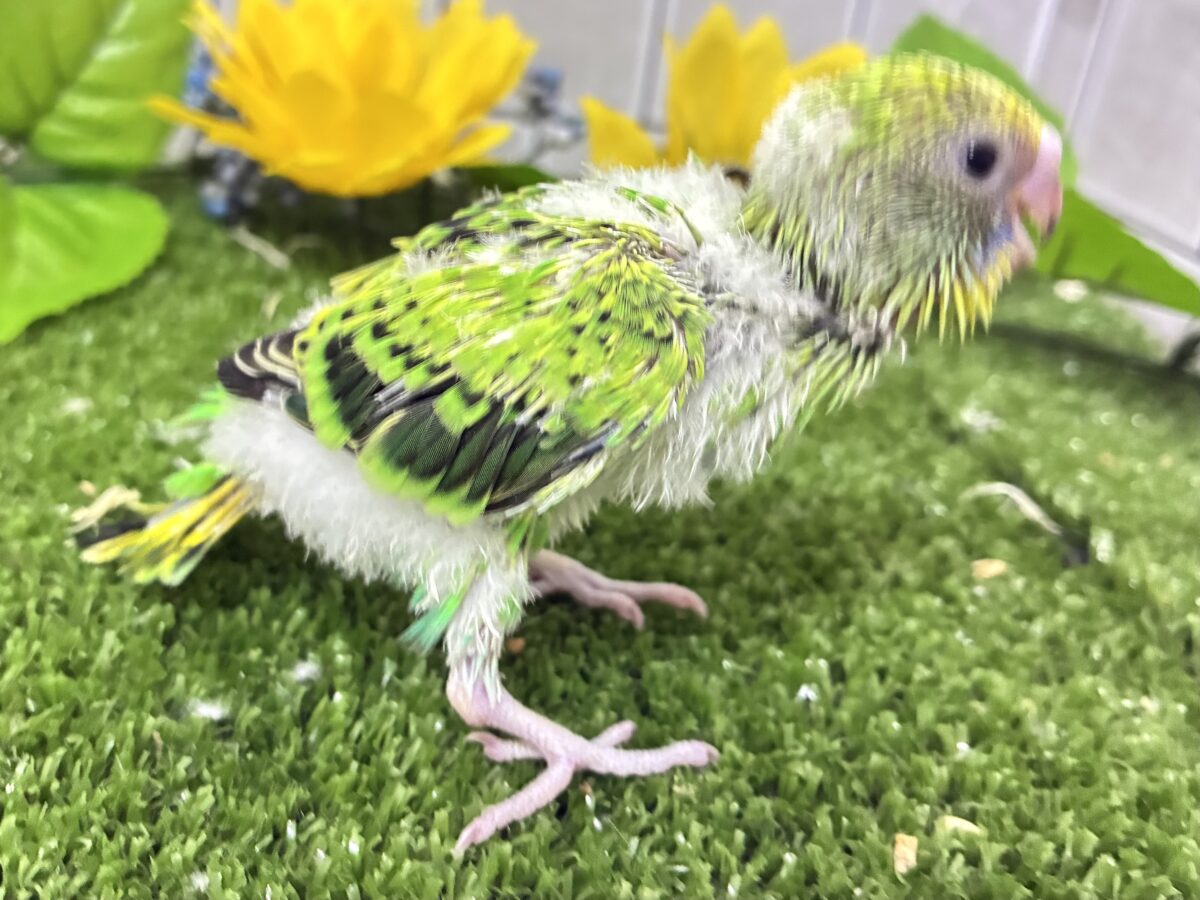 【最新画像更新☆☆】ネオンギラり⁉️若葉は育つぅ〜🌿セキセイインコ(グリーンオパーリン/2026年7月生まれ) セキセイインコ
