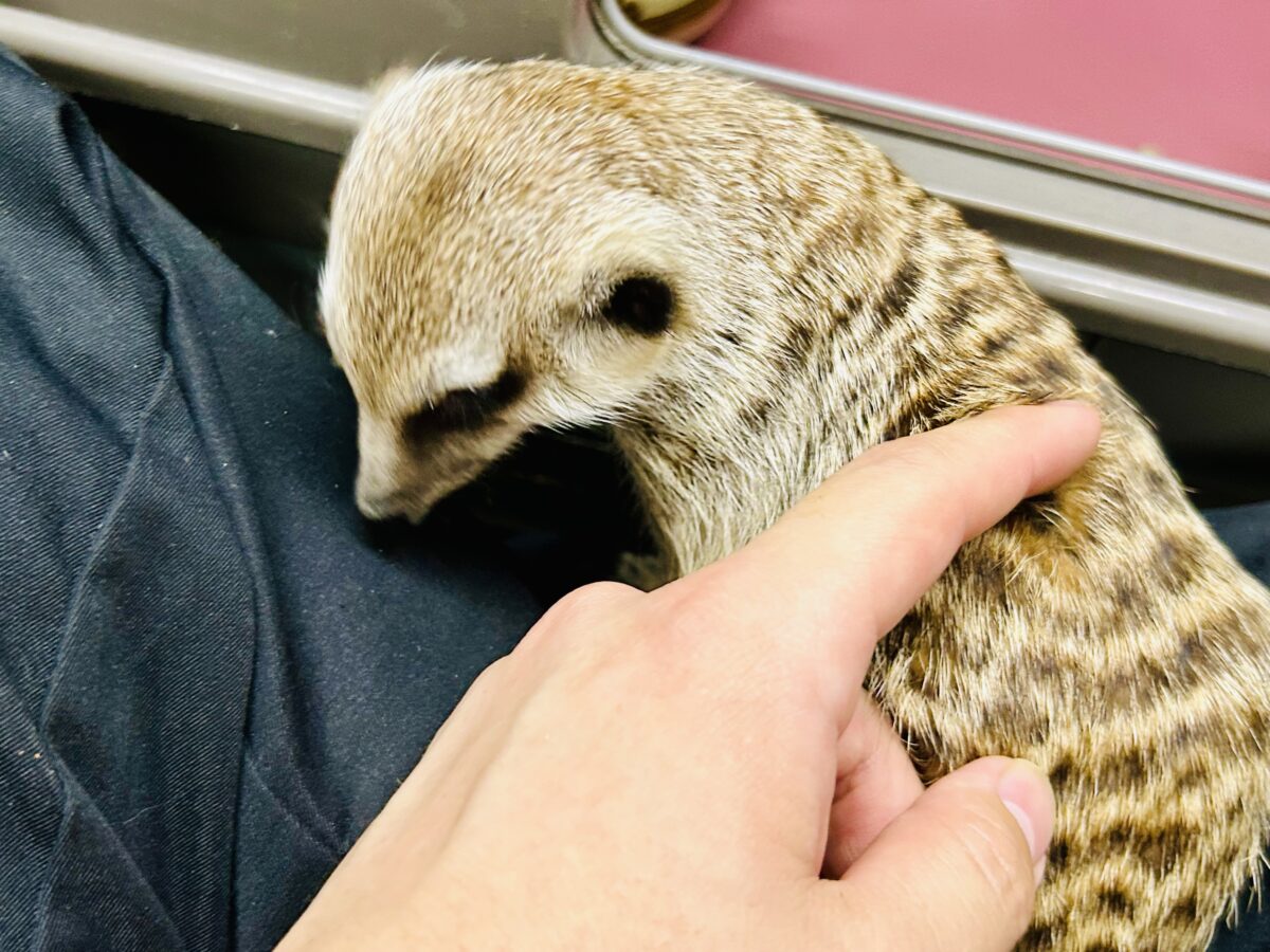甘えられる人を探してキョロキョロ👀 ミーアキャット ミーアキャット
