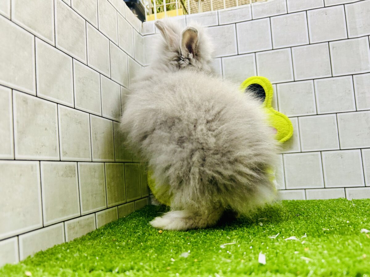 【最新画像更新☆☆】もっしゃもしゃのふっわふわ☁ アンゴラウサギ アンゴララビット