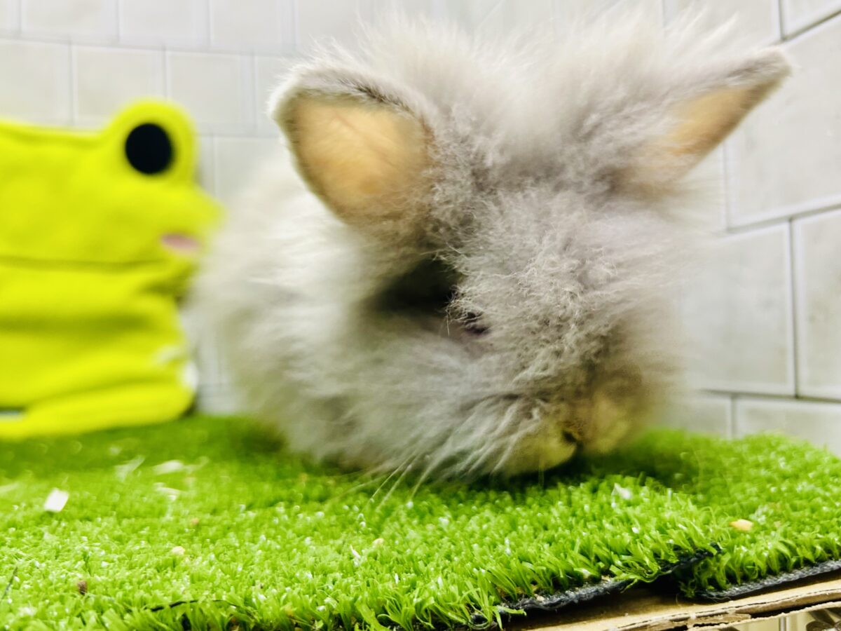 【最新画像更新☆☆】もっしゃもしゃのふっわふわ☁ アンゴラウサギ アンゴララビット