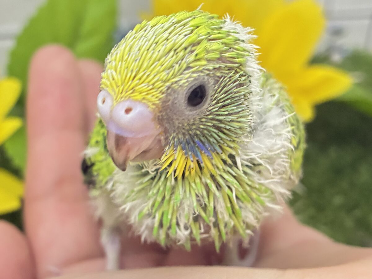 【最新画像更新☆☆】ネオンギラり⁉️若葉は育つぅ〜🌿セキセイインコ(グリーンオパーリン/2026年7月生まれ) セキセイインコ