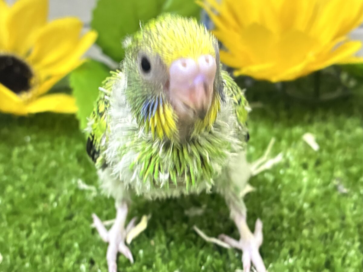 【最新画像更新☆☆】ネオンギラり⁉️若葉は育つぅ〜🌿セキセイインコ(グリーンオパーリン/2026年7月生まれ) セキセイインコ