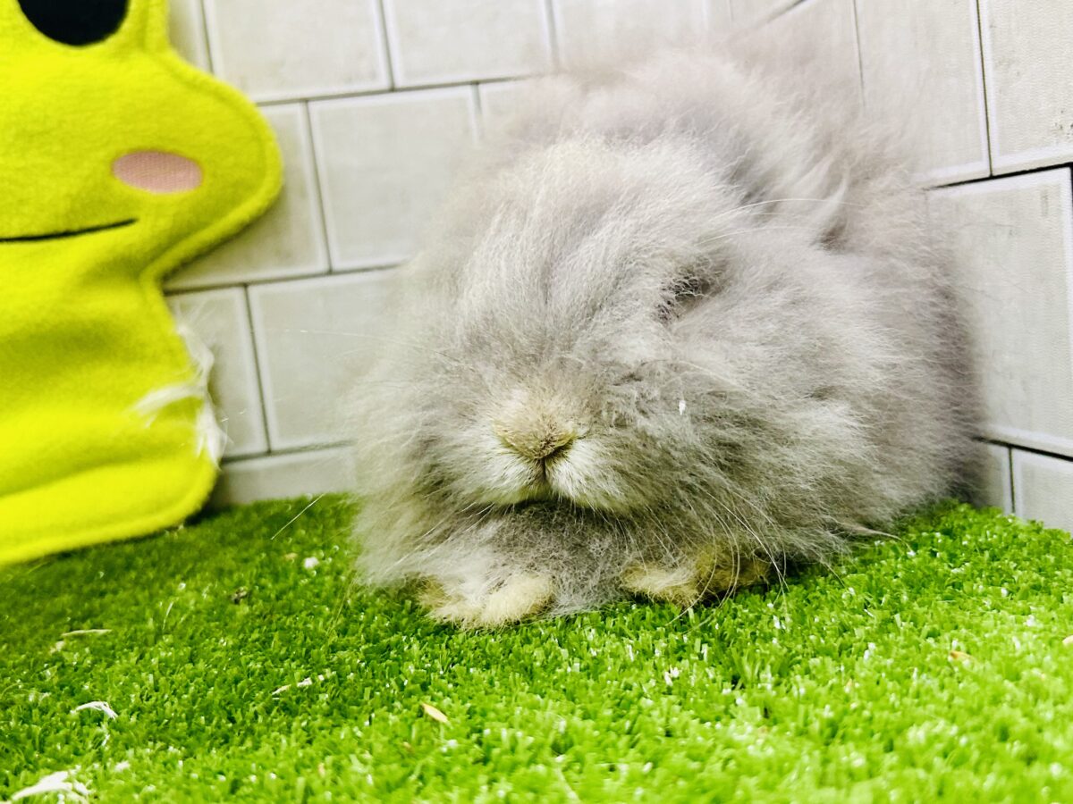 【最新画像更新☆☆】もっしゃもしゃのふっわふわ☁ アンゴラウサギ アンゴララビット