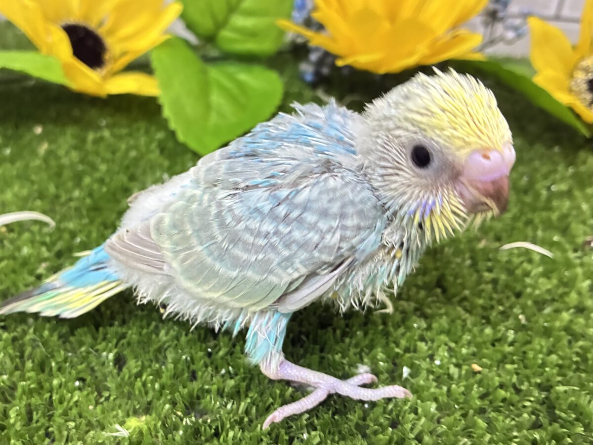 【最新画像更新☆☆】晴れた☀️雨上がりの隠れ若葉❔🌱セキセイインコ(パステルレインボー/2026年7月生まれ) セキセイインコ