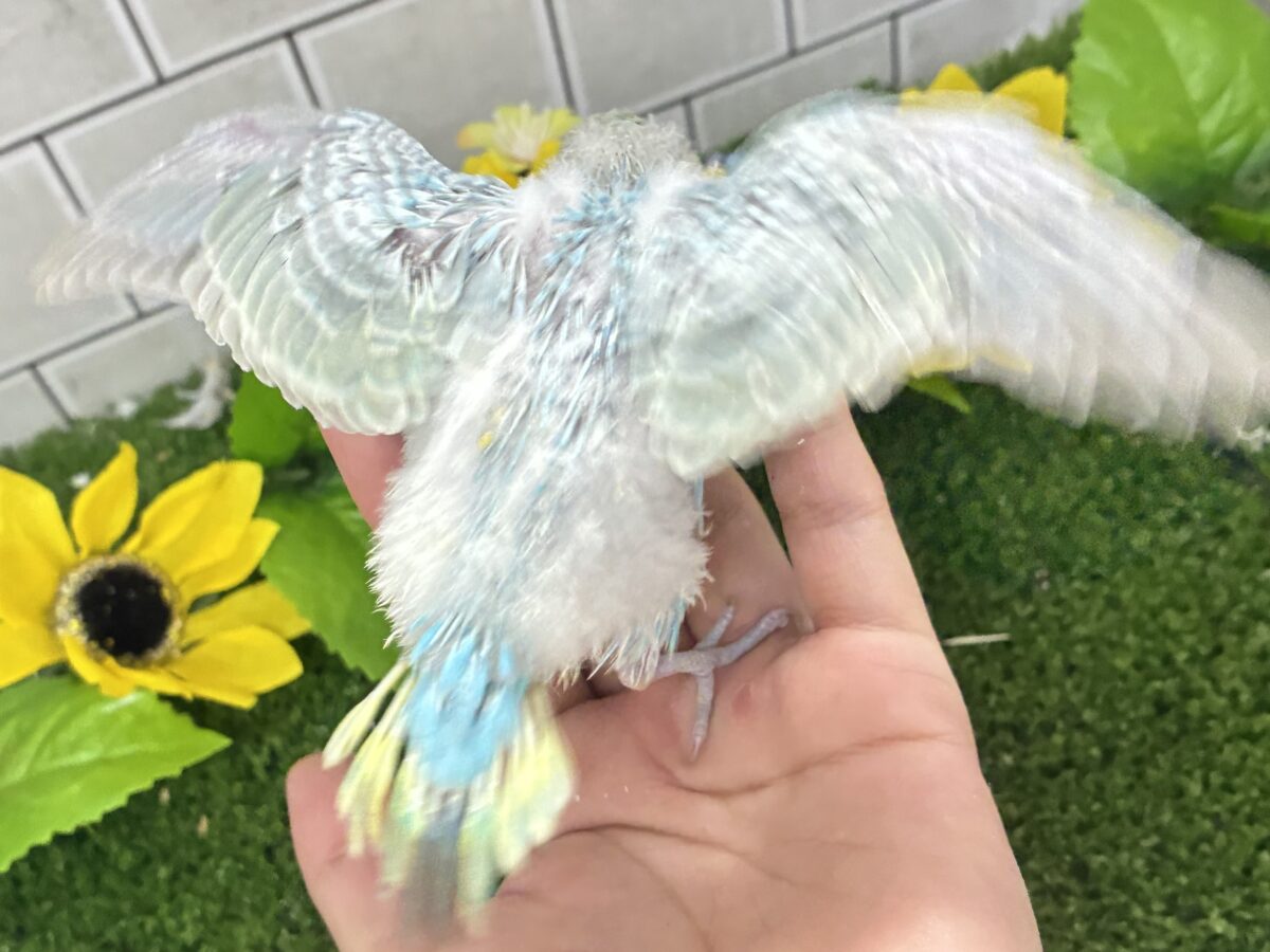 【最新画像更新☆☆】晴れた☀️雨上がりの隠れ若葉❔🌱セキセイインコ(パステルレインボー/2026年7月生まれ) セキセイインコ