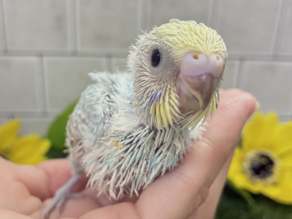 【最新画像更新☆☆】晴れた☀️雨上がりの隠れ若葉❔🌱セキセイインコ(パステルレインボー/2026年7月生まれ) セキセイインコ
