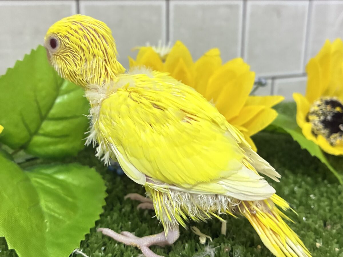 【最新画像更新☆☆】朽ちない!(^∞^)無限の向日葵畑🌻*.゚セキセイインコ(ルチノー/2026年7月生まれ) セキセイインコ