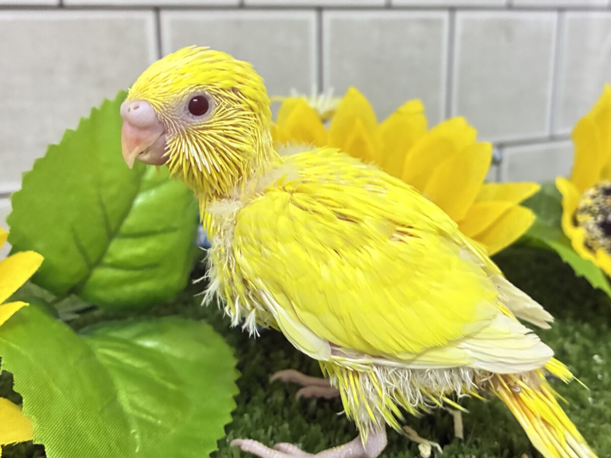【最新画像更新☆☆】朽ちない!(^∞^)無限の向日葵畑🌻*.゚セキセイインコ(ルチノー/2026年7月生まれ) セキセイインコ
