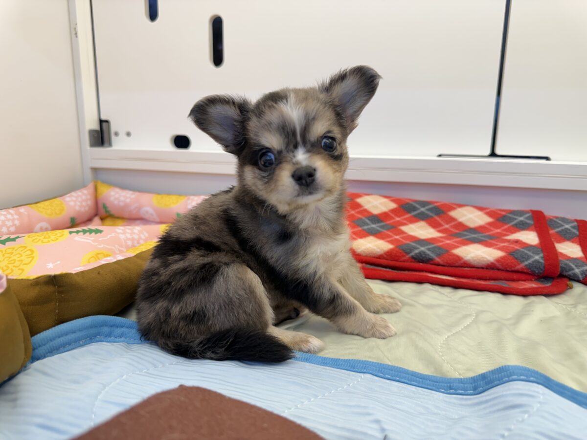 毛量みっちりムチムチボディーのハーフ犬(チワワ×kダックス)男の子入荷しました❤️ チワックス
