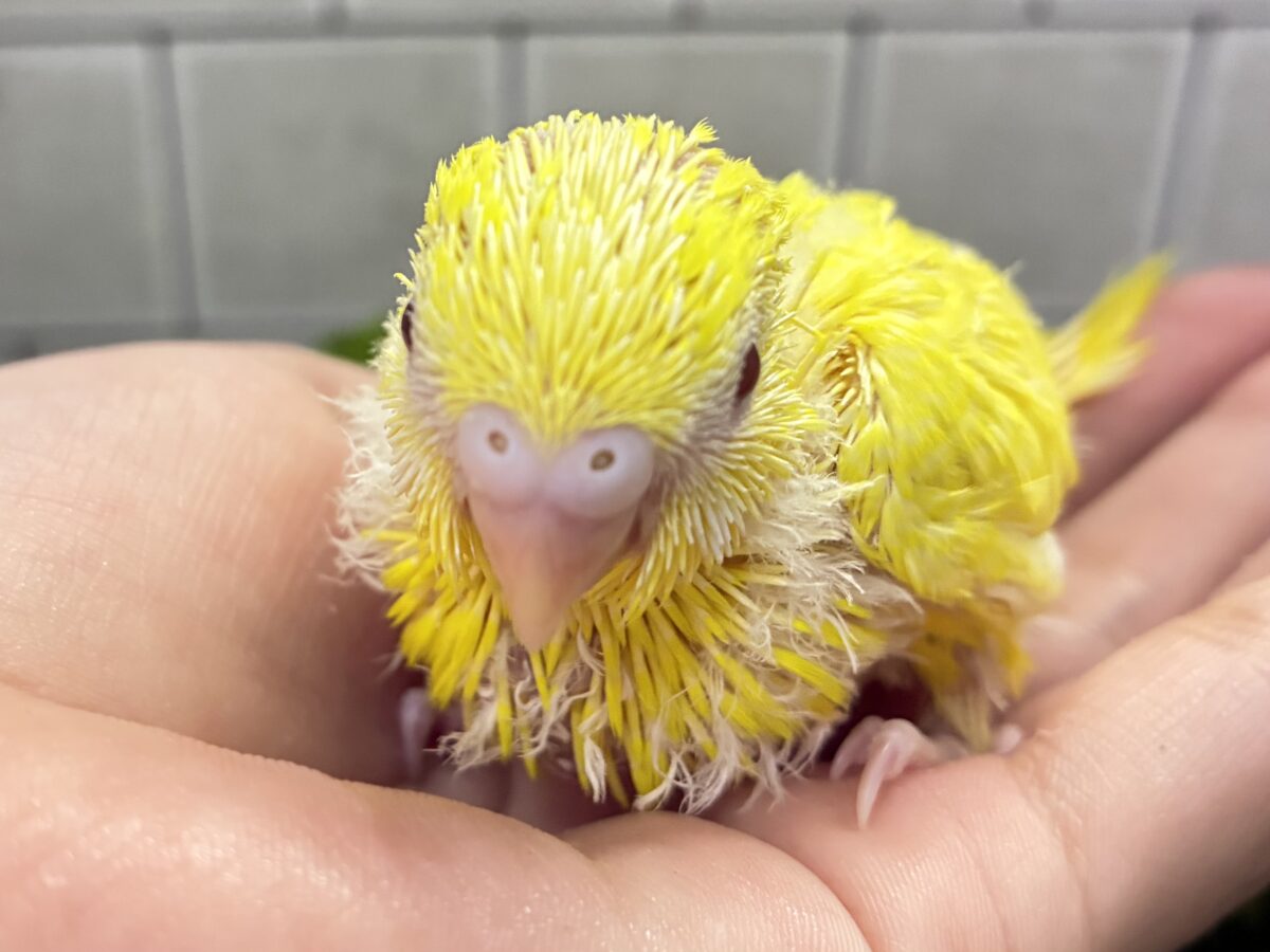 【最新画像更新☆☆】朽ちない!(^∞^)無限の向日葵畑🌻*.゚セキセイインコ(ルチノー/2026年7月生まれ) セキセイインコ