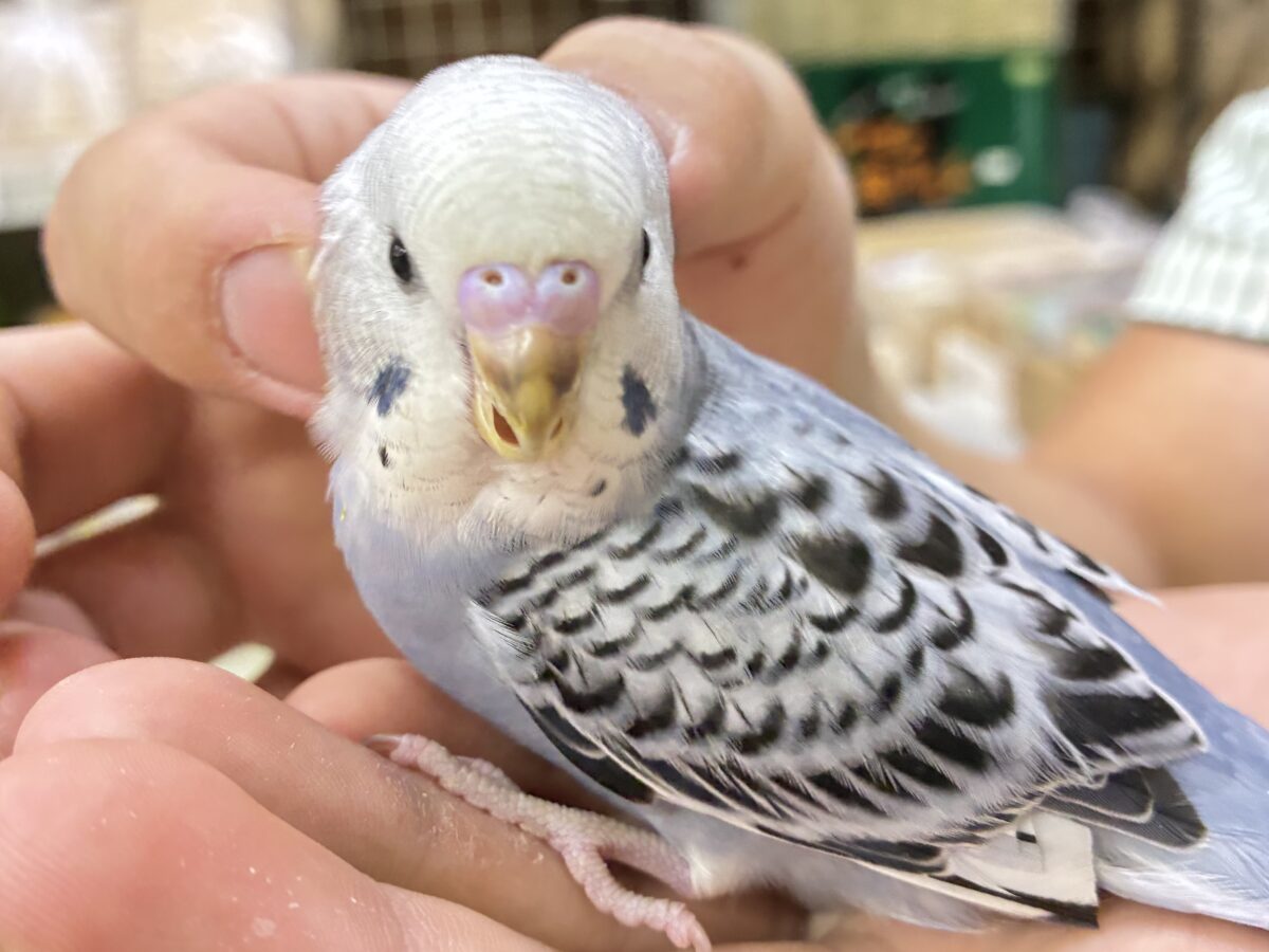 モフ💭繊細グッバイネック🧣𓂃 𓈒𓏸◌セキセイインコ(グレーオパーリン/2026年6月生まれ) セキセイインコ