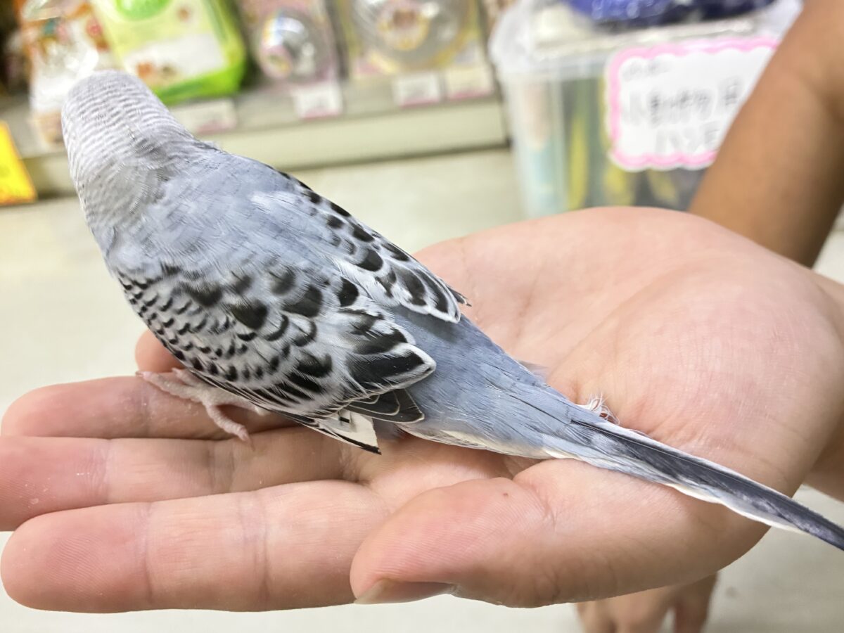 モフ💭繊細グッバイネック🧣𓂃 𓈒𓏸◌セキセイインコ(グレーオパーリン/2026年6月生まれ) セキセイインコ