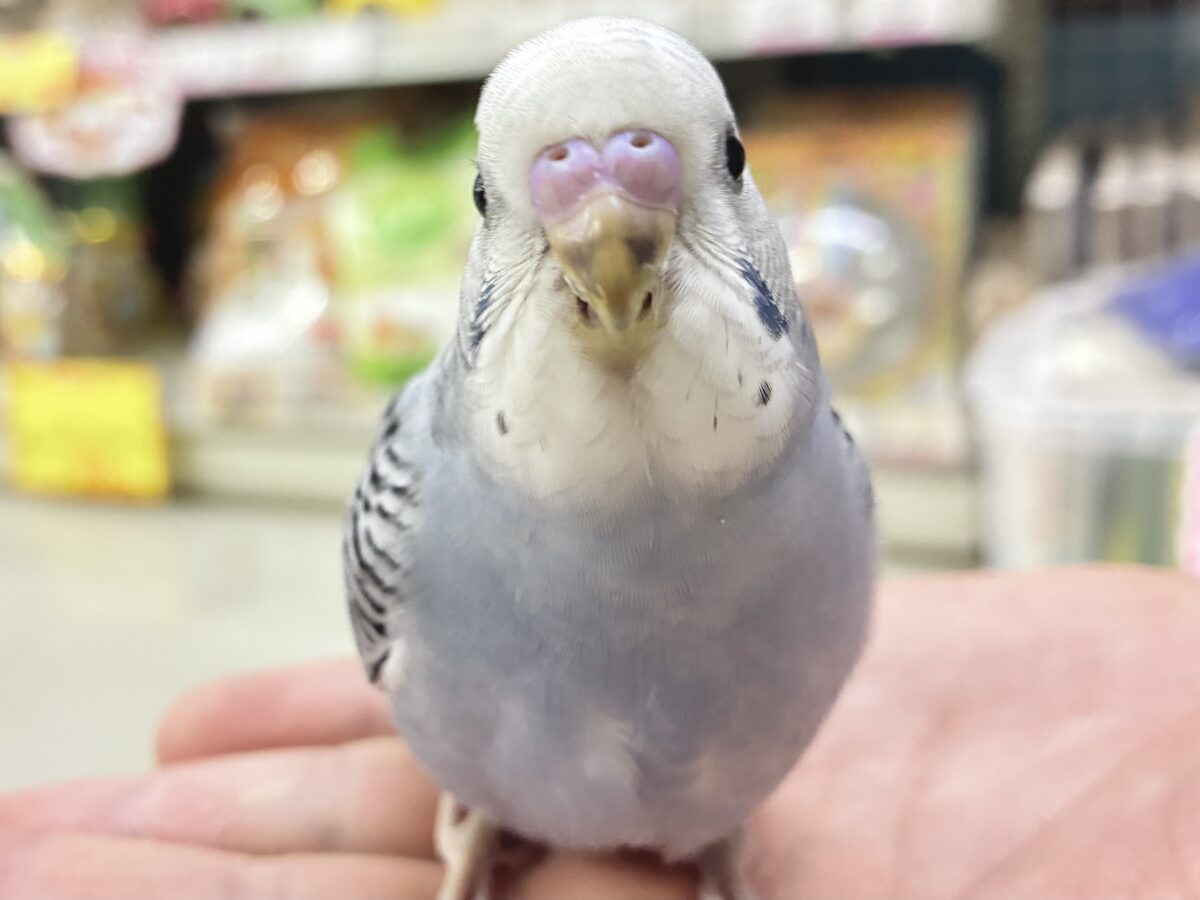 セキセイインコ