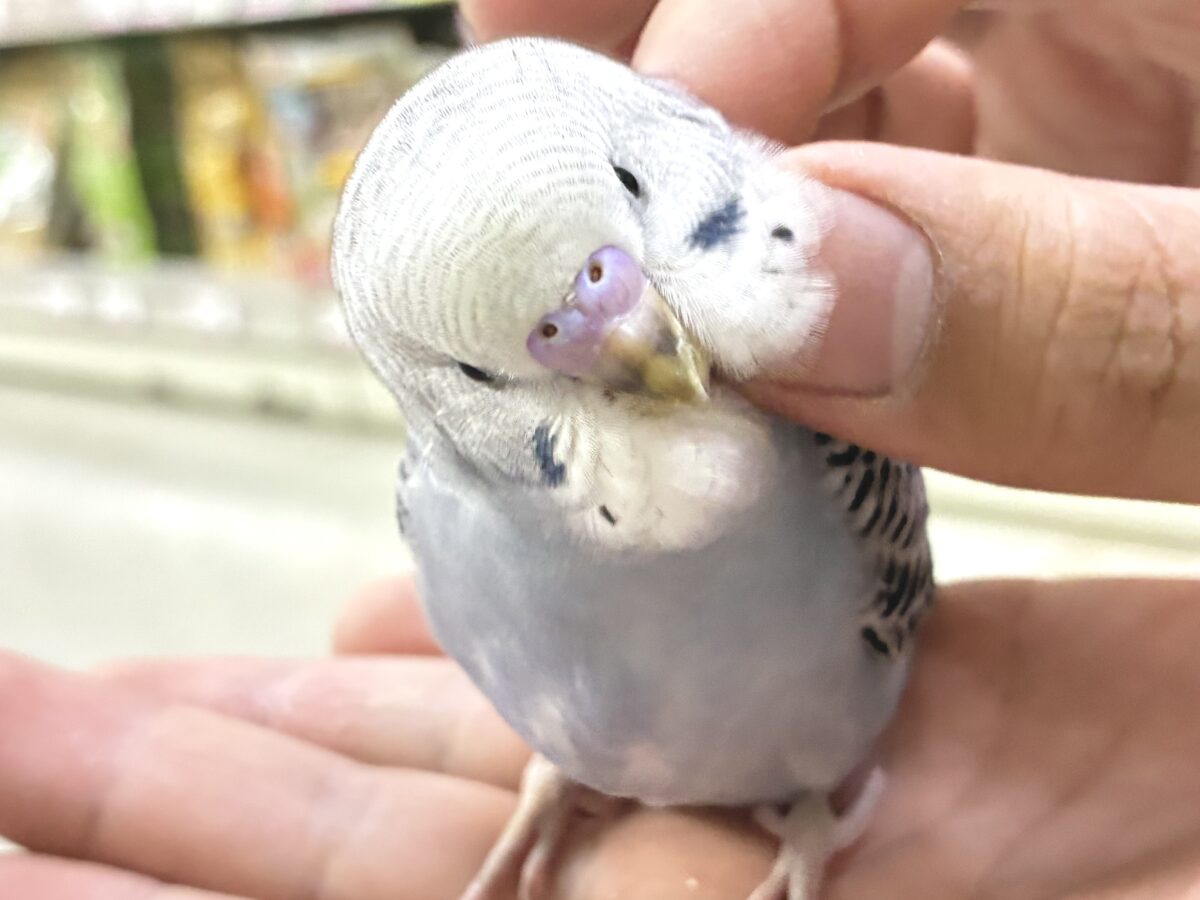 モフ💭繊細グッバイネック🧣𓂃 𓈒𓏸◌セキセイインコ(グレーオパーリン/2026年6月生まれ) セキセイインコ