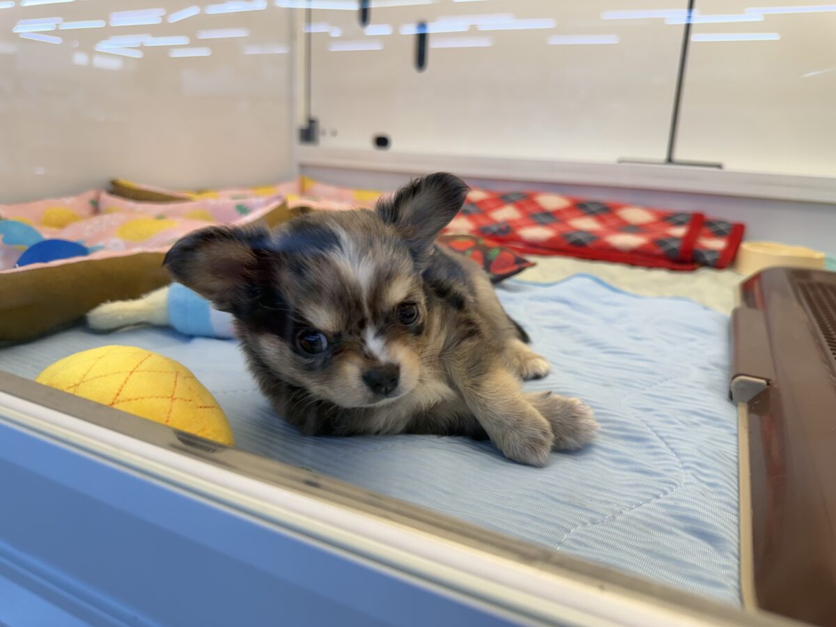 毛量みっちりムチムチボディーのハーフ犬(チワワ×kダックス)男の子入荷しました❤️ チワックス