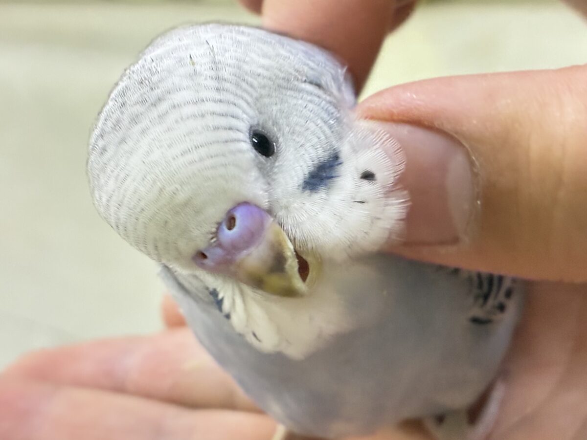 モフ💭繊細グッバイネック🧣𓂃 𓈒𓏸◌セキセイインコ(グレーオパーリン/2026年6月生まれ) セキセイインコ