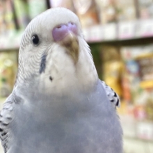 モフ💭繊細グッバイネック🧣𓂃 𓈒𓏸◌‬セキセイインコ(グレーオパーリン/2026年6月生まれ)