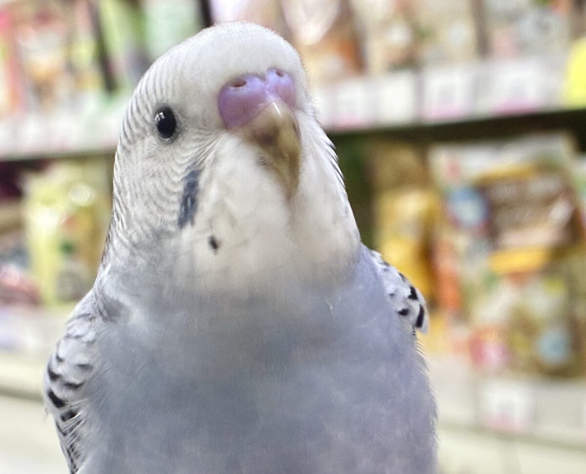 モフ💭繊細グッバイネック🧣𓂃 𓈒𓏸◌‬セキセイインコ(グレーオパーリン/2026年6月生まれ)