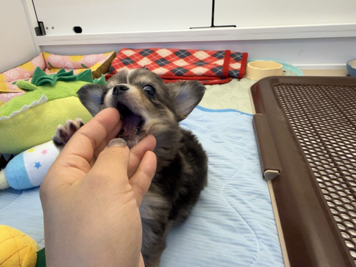 毛量みっちりムチムチボディーのハーフ犬(チワワ×kダックス)男の子入荷しました❤️ チワックス