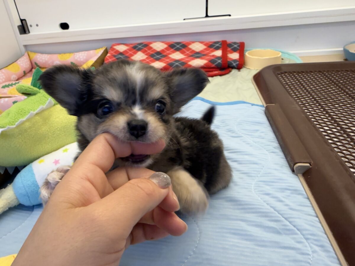 毛量みっちりムチムチボディーのハーフ犬(チワワ×kダックス)男の子入荷しました❤️ チワックス