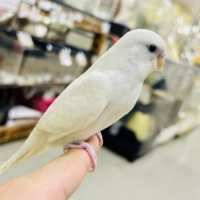 もうすぐ１人でご飯が食べれる？？　   セキセイインコ