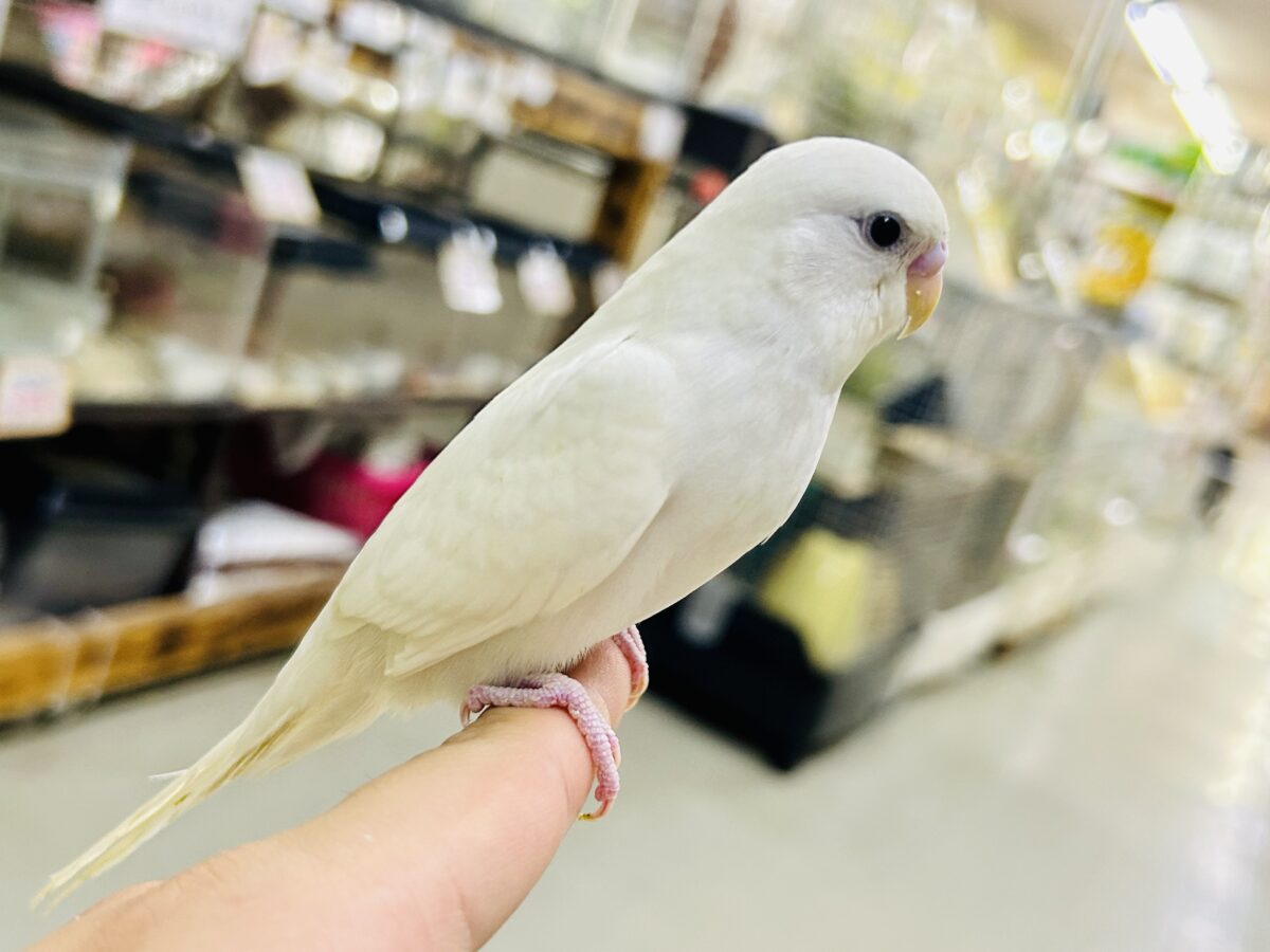 もうすぐ1人でご飯が食べれる?? セキセイインコ セキセイインコ