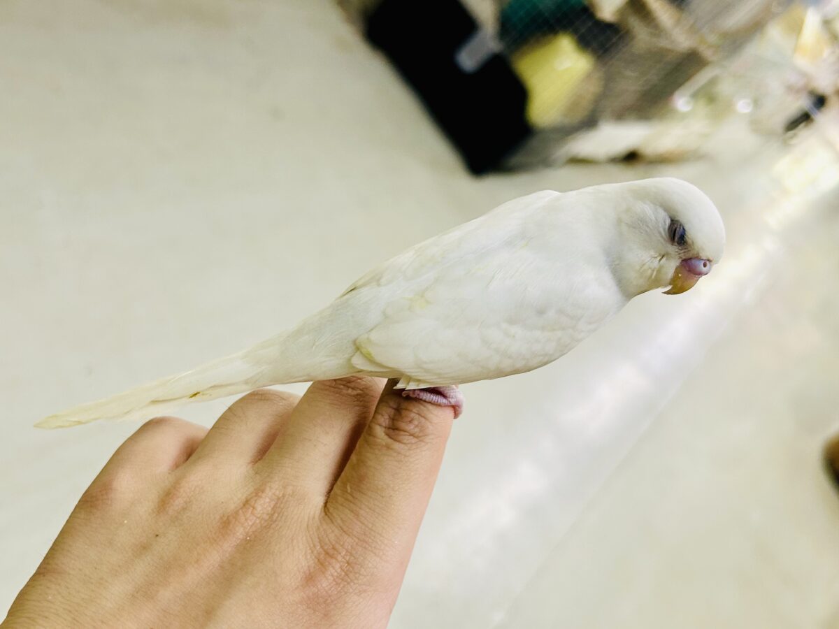 もうすぐ1人でご飯が食べれる?? セキセイインコ セキセイインコ