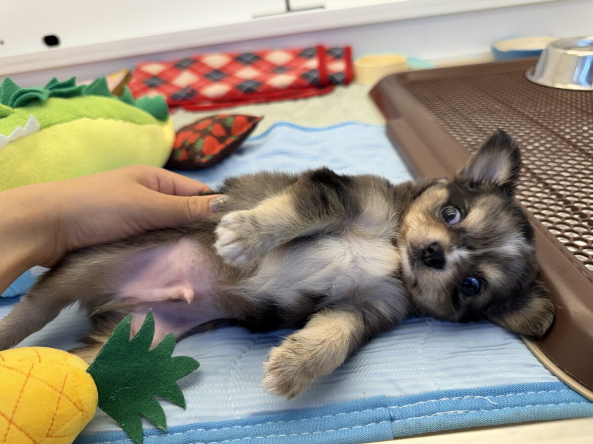 毛量みっちりムチムチボディーのハーフ犬(チワワ×kダックス)男の子入荷しました❤️ チワックス