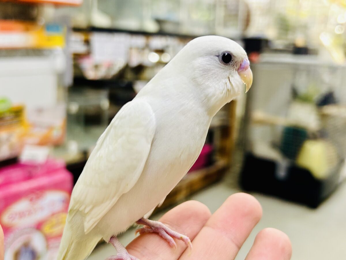 もうすぐ1人でご飯が食べれる?? セキセイインコ セキセイインコ