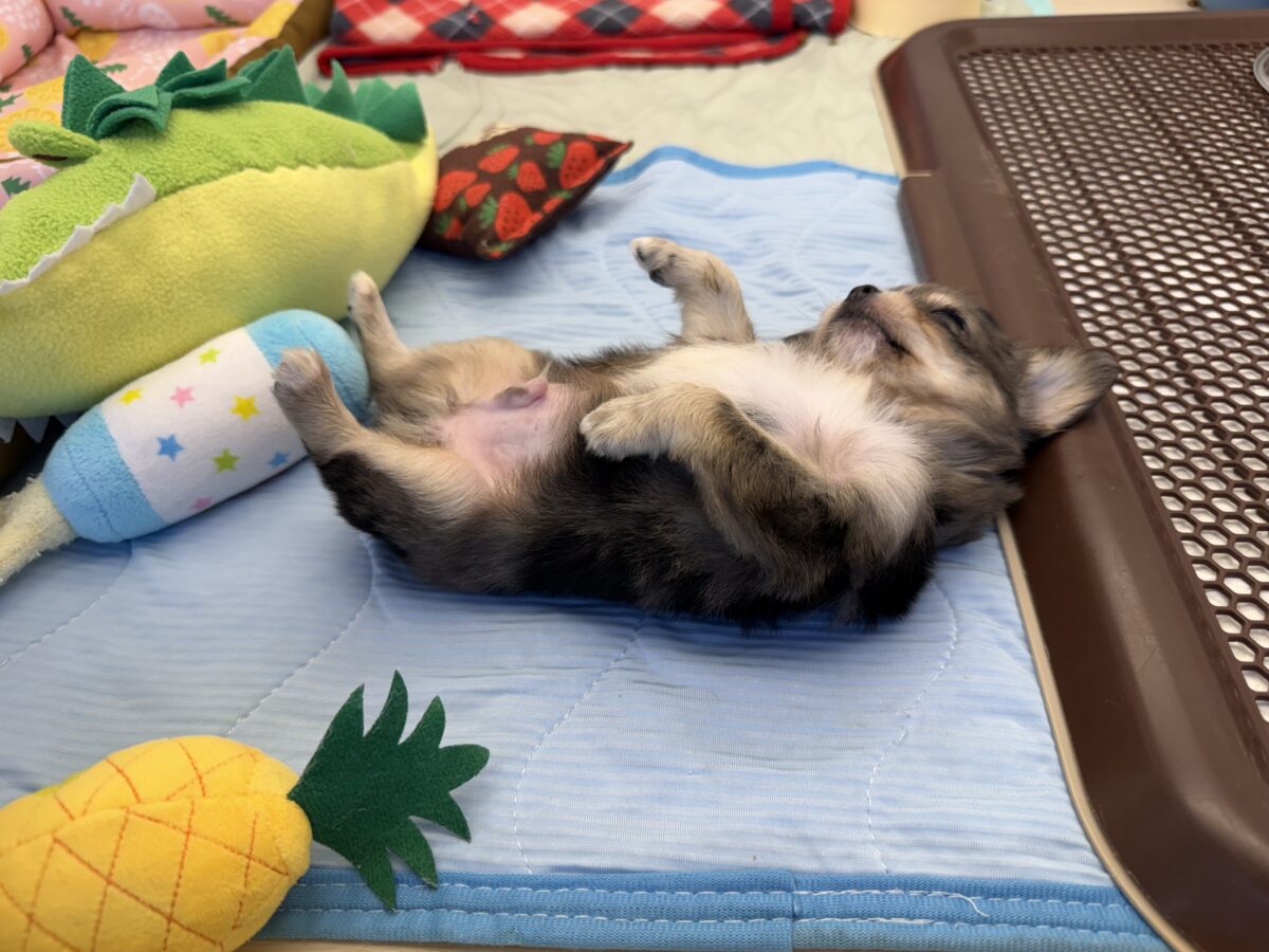 毛量みっちりムチムチボディーのハーフ犬(チワワ×kダックス)男の子入荷しました❤️ チワックス