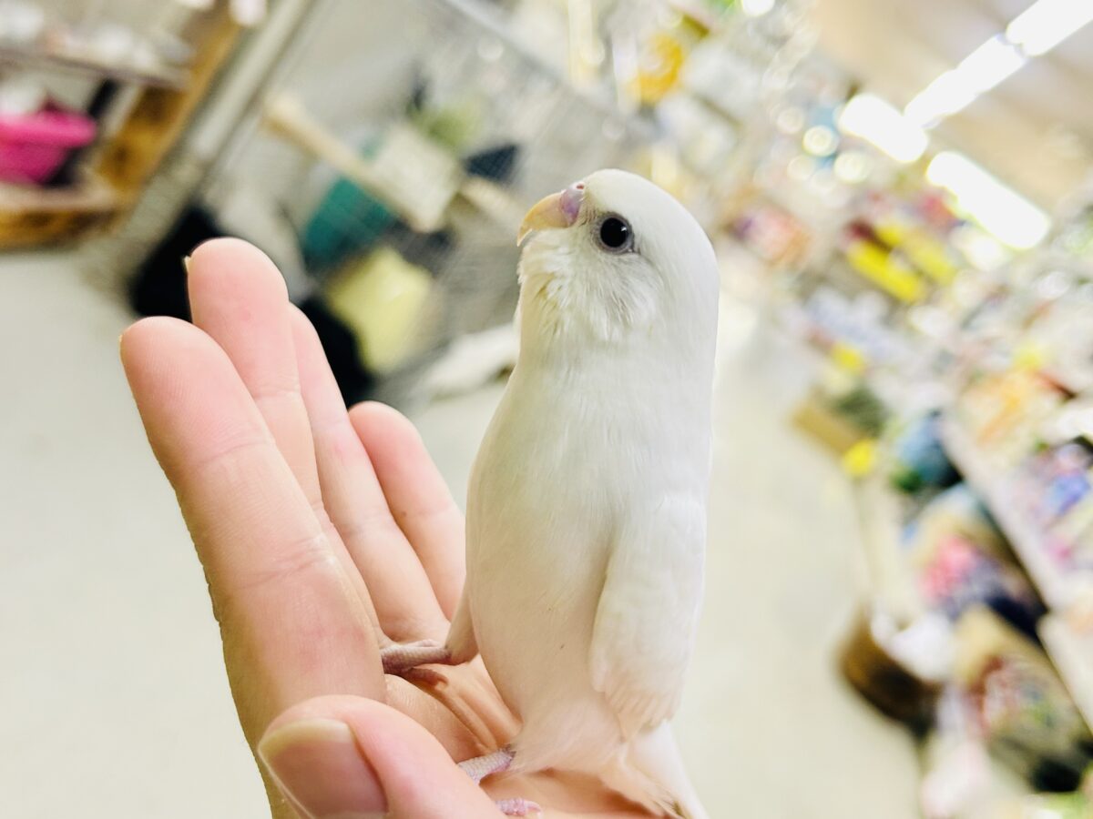 もうすぐ1人でご飯が食べれる?? セキセイインコ セキセイインコ
