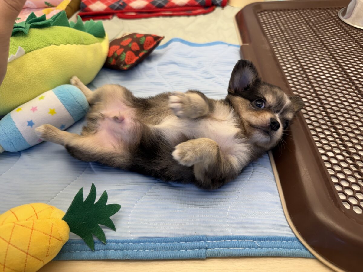 毛量みっちりムチムチボディーのハーフ犬(チワワ×kダックス)男の子入荷しました❤️ チワックス