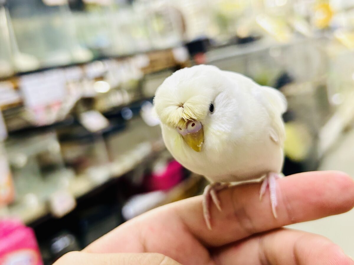 梵天セキセイインコ