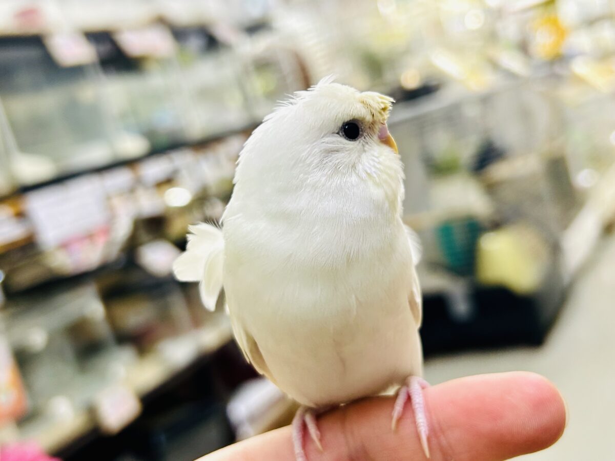 梵天セキセイインコ