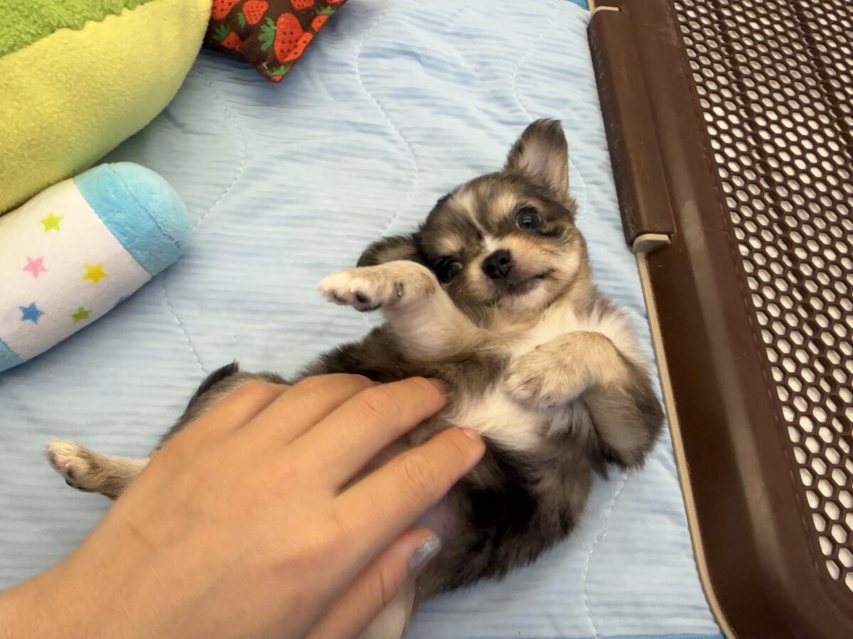 毛量みっちりムチムチボディーのハーフ犬(チワワ×kダックス)男の子入荷しました❤️ チワックス