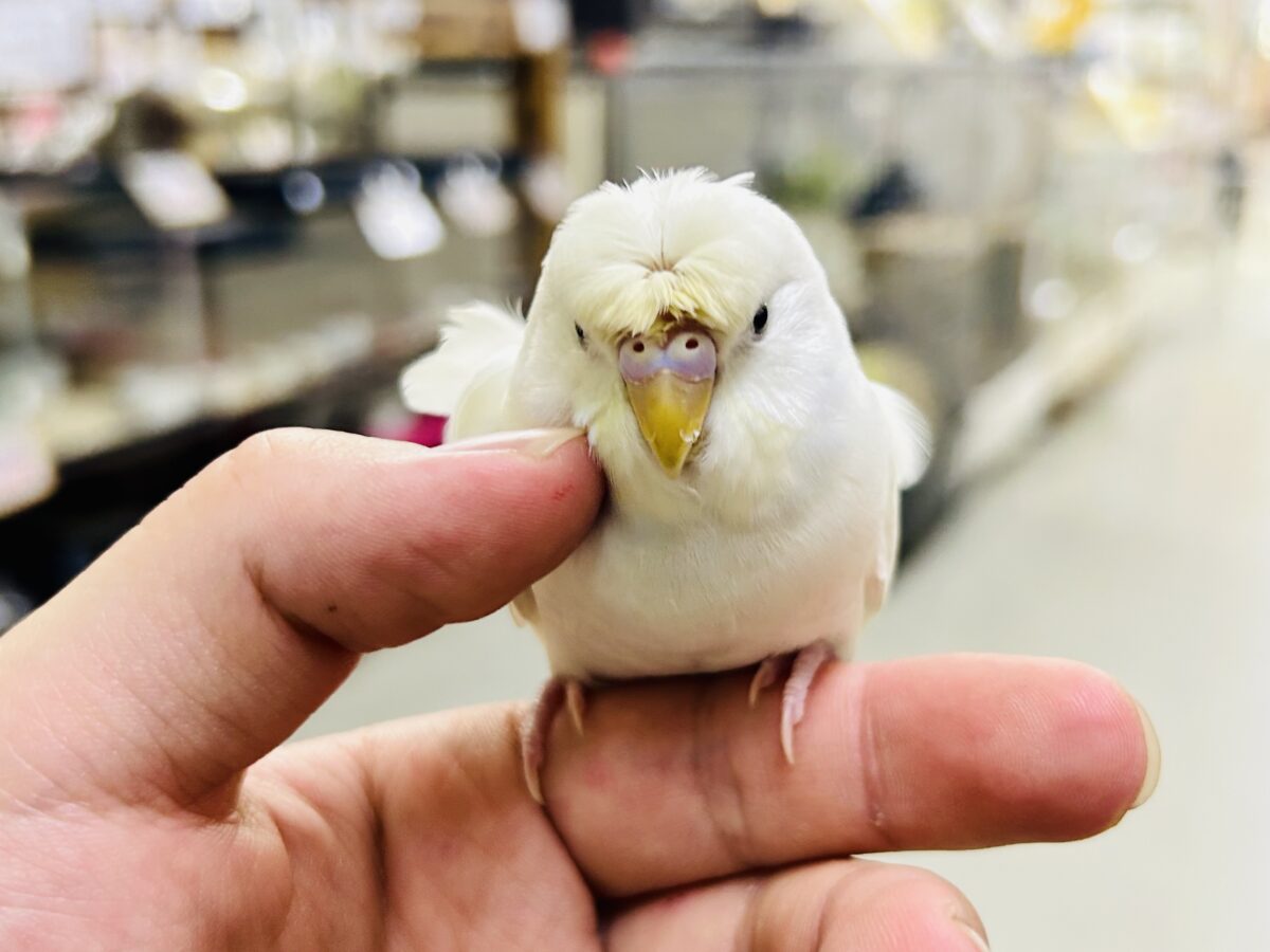 梵天セキセイインコ