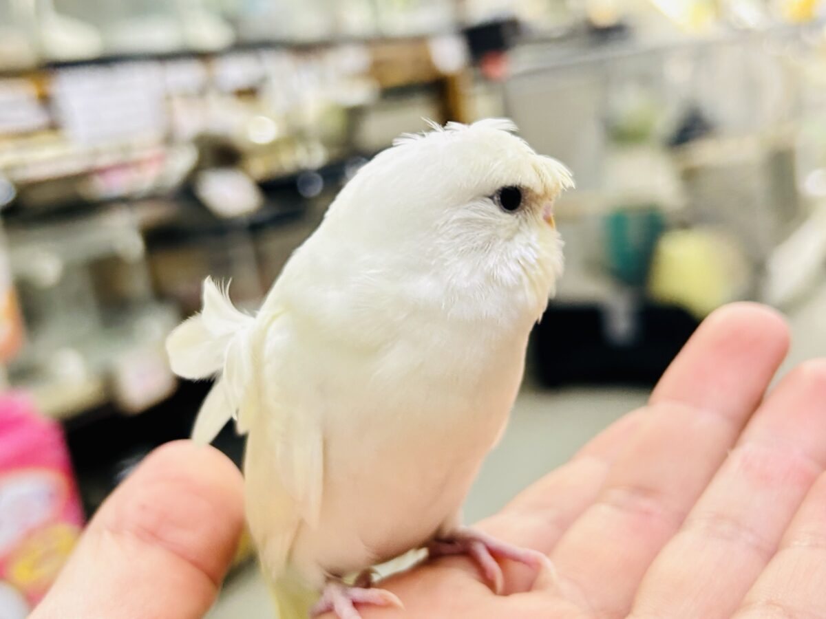 梵天セキセイインコ
