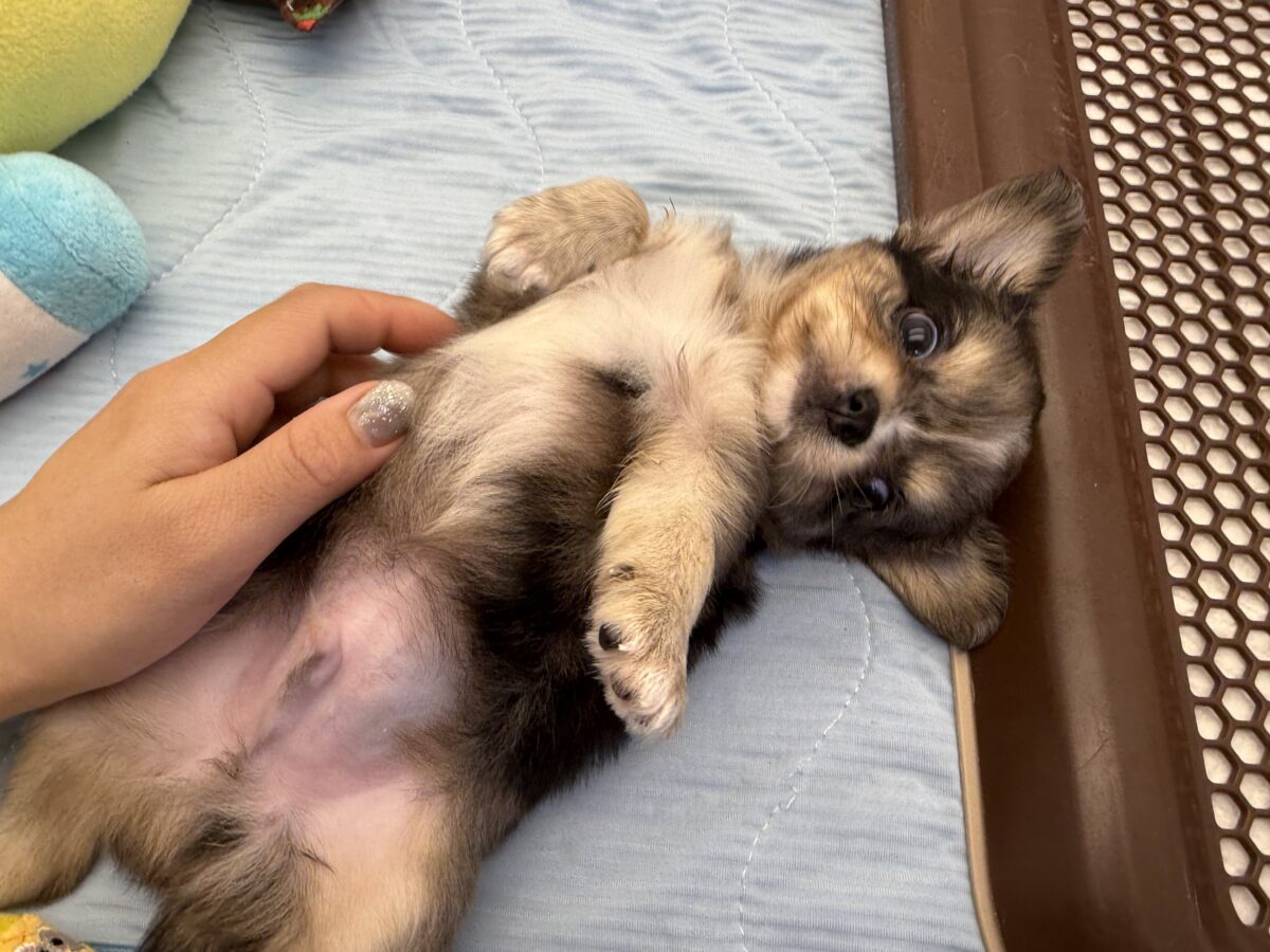毛量みっちりムチムチボディーのハーフ犬(チワワ×kダックス)男の子入荷しました❤️ チワックス