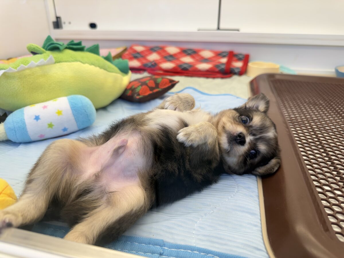 毛量みっちりムチムチボディーのハーフ犬(チワワ×kダックス)男の子入荷しました❤️ チワックス