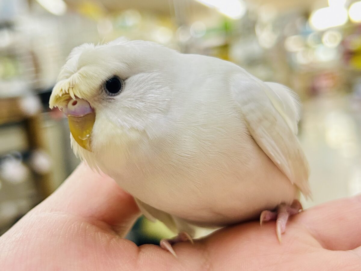 梵天セキセイインコ
