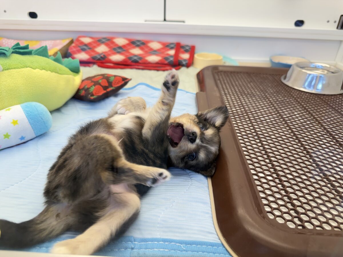 毛量みっちりムチムチボディーのハーフ犬(チワワ×kダックス)男の子入荷しました❤️ チワックス